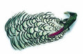 Amherst Pheasant Complete Head